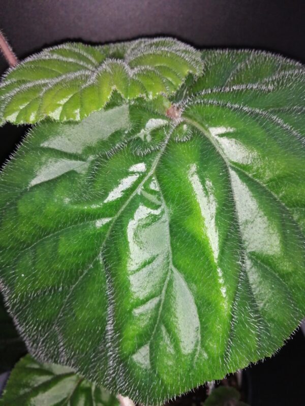 Begonia Dark Secret