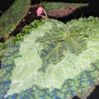 Begonia sizemorae , sin. longiciliata
