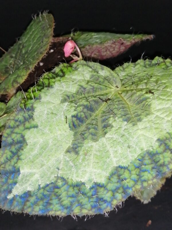 Begonia sizemorae , sin. longiciliata