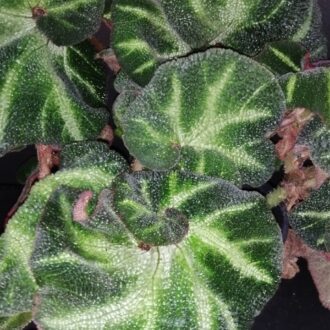 Begonia Paola C.