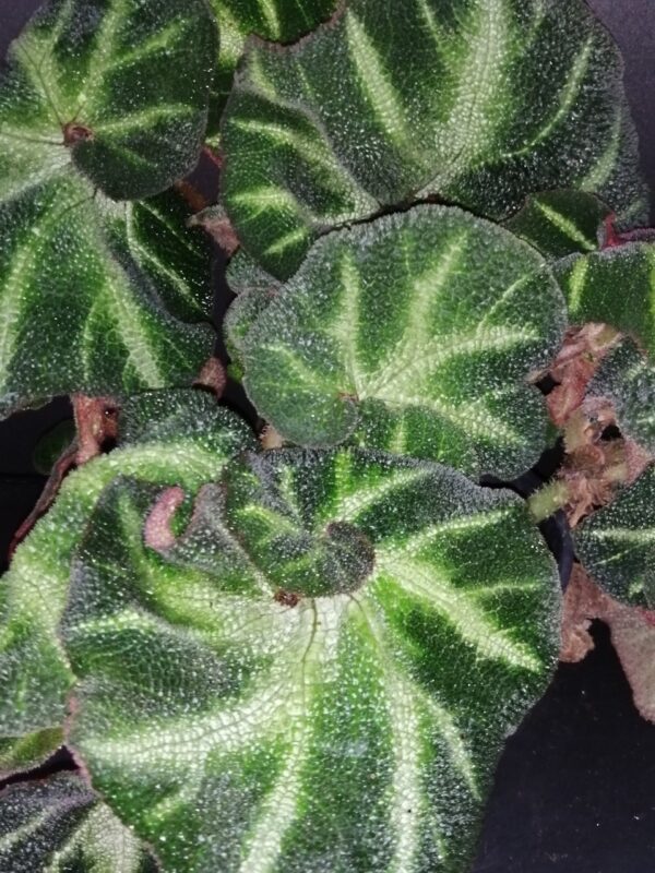 Begonia Paola C.