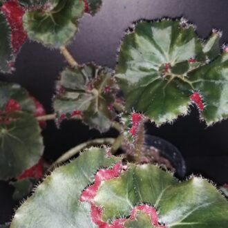 Begonia Madame Butterfly
