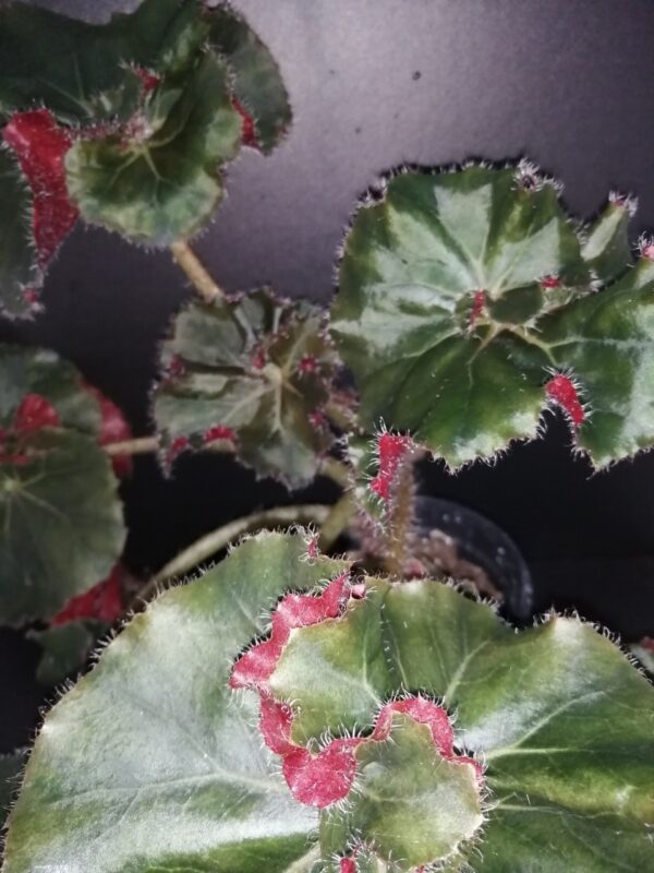 Begonia Madame Butterfly