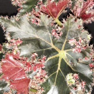 Begonia Munchkin