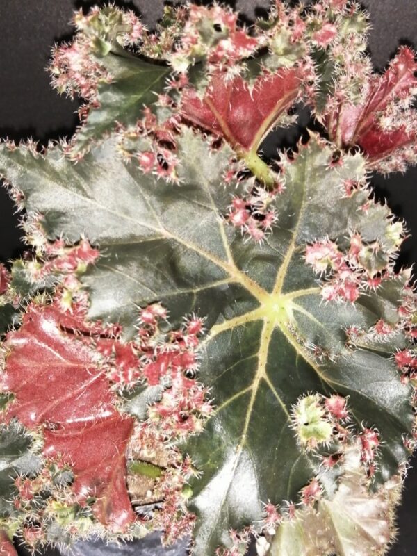 Begonia Munchkin