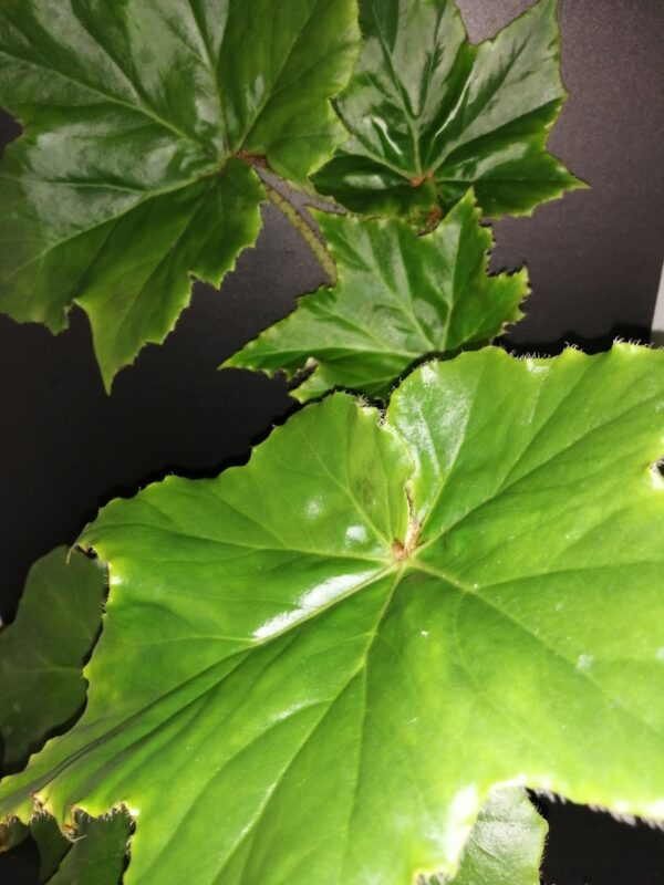 Begonia cardiocarpa