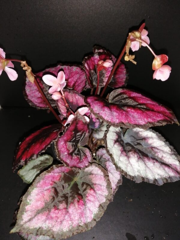 Begonia Red Kiss