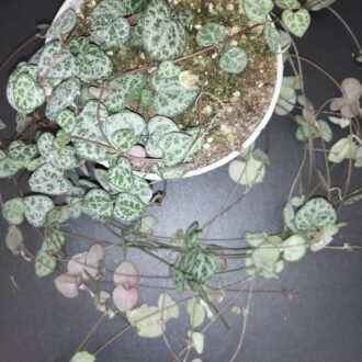 Ceropegia woodii