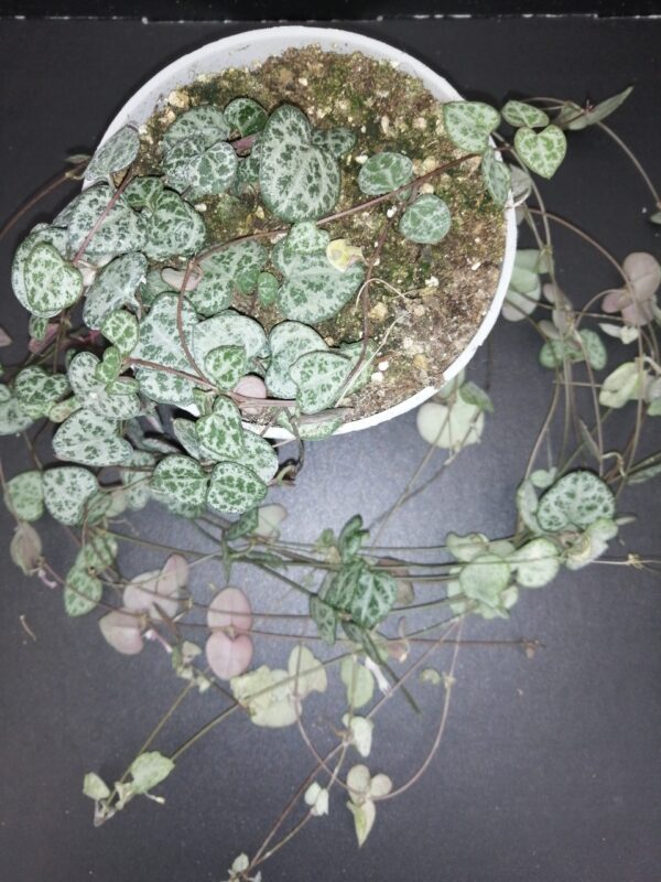 Ceropegia woodii