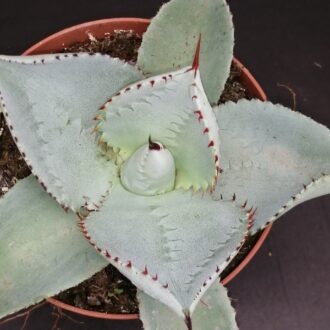 Agave pygmaea Dragon Toes, Agave dragionis