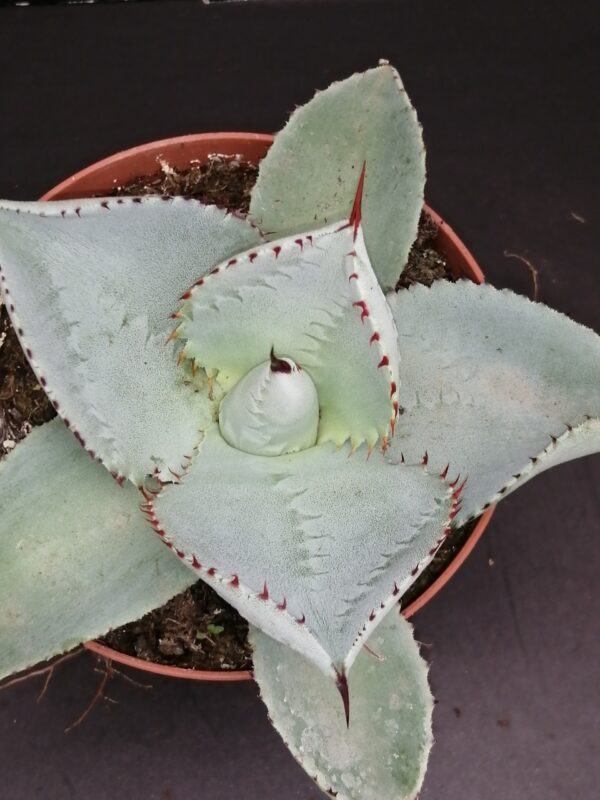 Agave pygmaea Dragon Toes, Agave dragionis