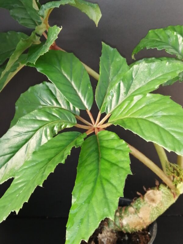 Begonia carolinaefolia