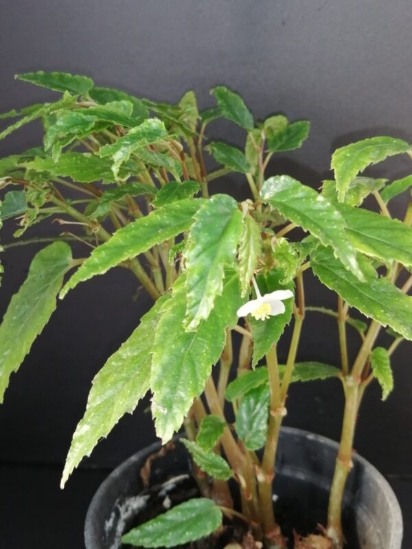 Begonia taiwaniana