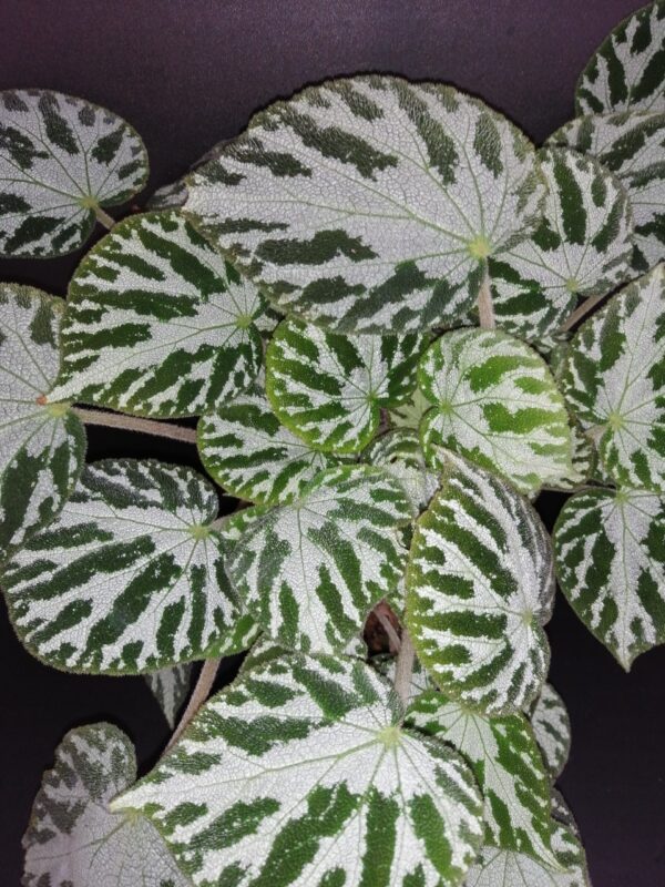 Begonia imperialis