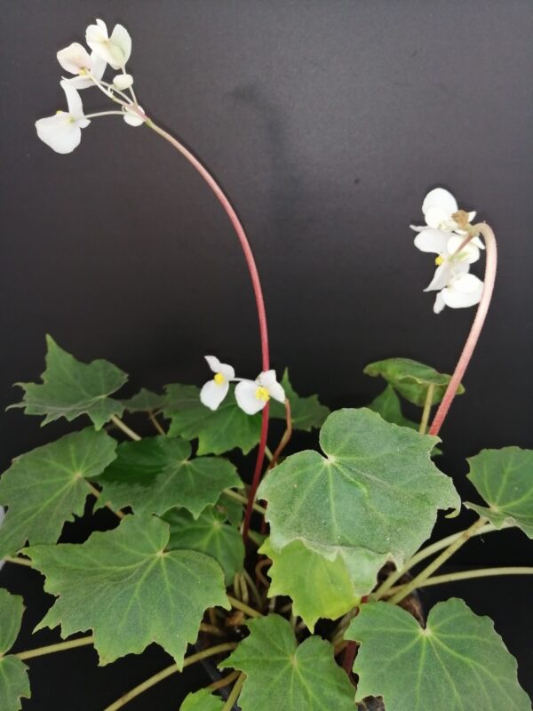 Begonia sp