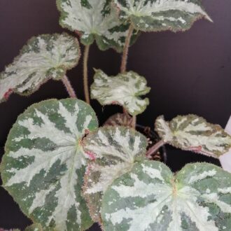 Begonia Giddy