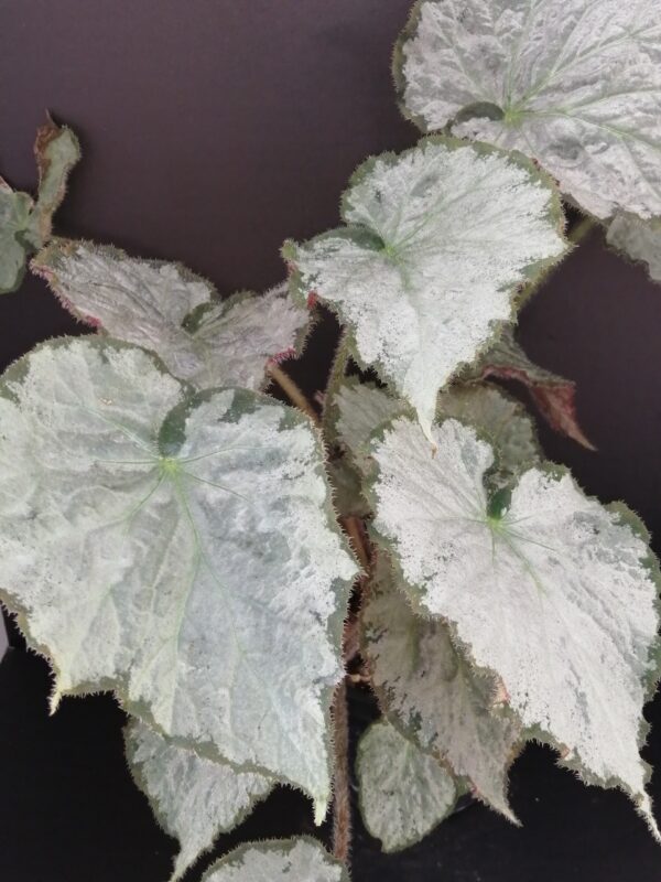 Begonia Pearlii