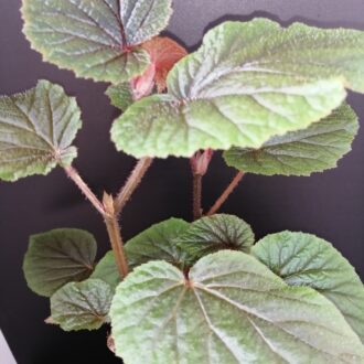 Begonia bachiensis