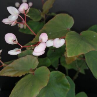 Begonia Thimothee