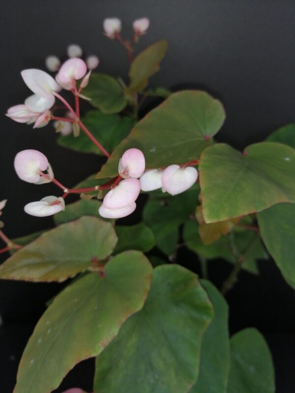 Begonia Thimothee