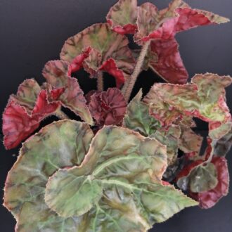 Begonia Autumn Crinkle