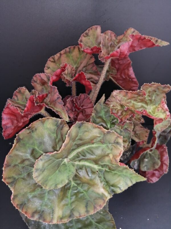 Begonia Autumn Crinkle
