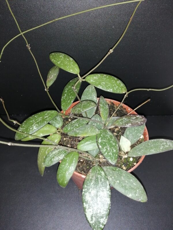 Hoya sigillatis (Round Leaf)