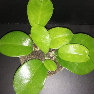 Hoya magnifica