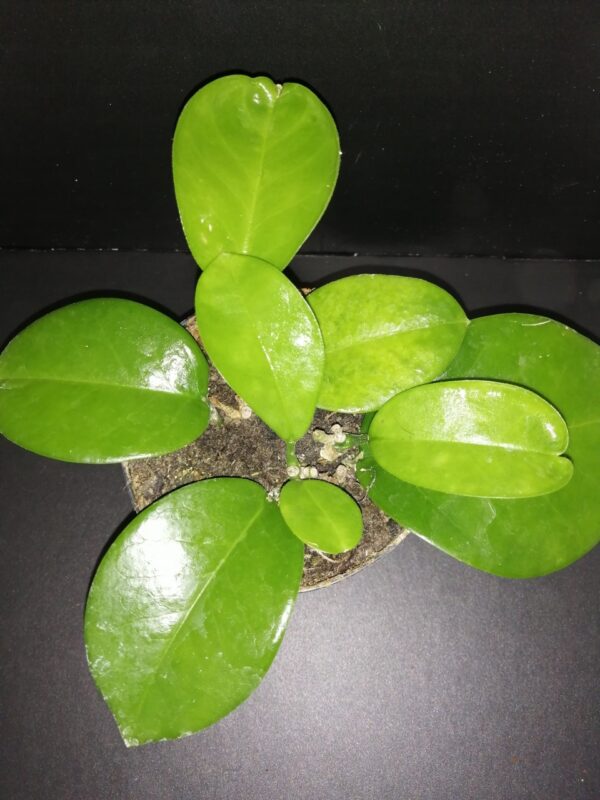 Hoya magnifica