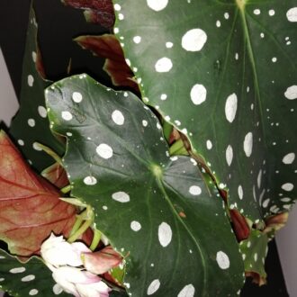 Begonia maculata Megadot