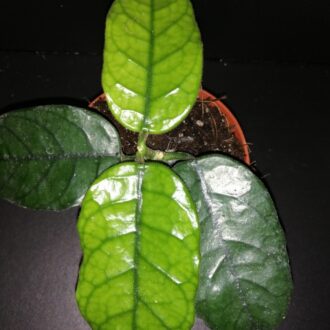 Hoya villosa