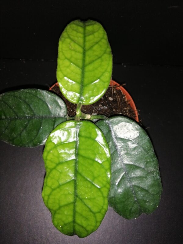 Hoya villosa