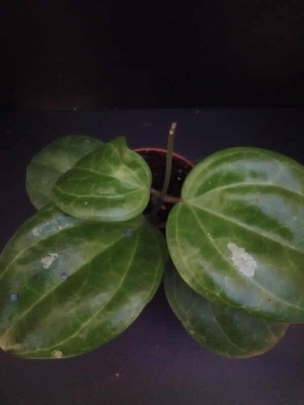 Hoya Sarawak Cream, sin. latifolia Cream
