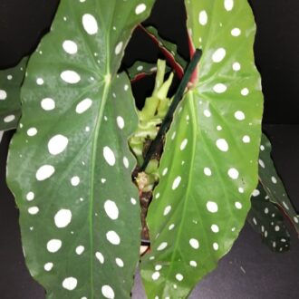 Begonia maculata var. wightii
