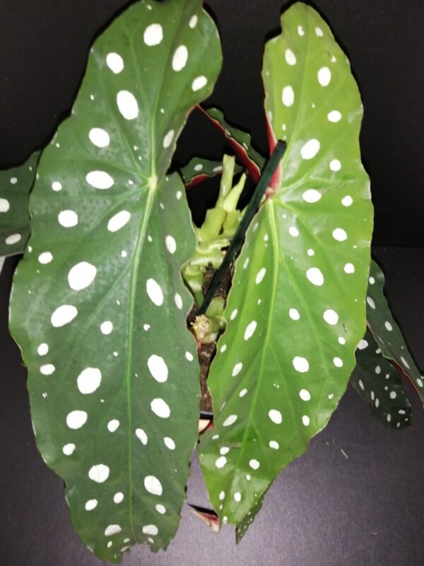 Begonia maculata var. wightii