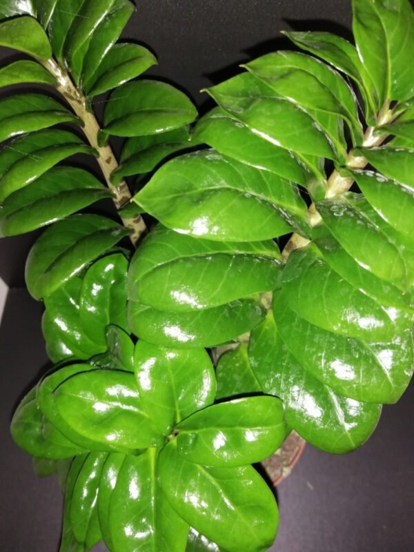 Zamioculcas Zenzy