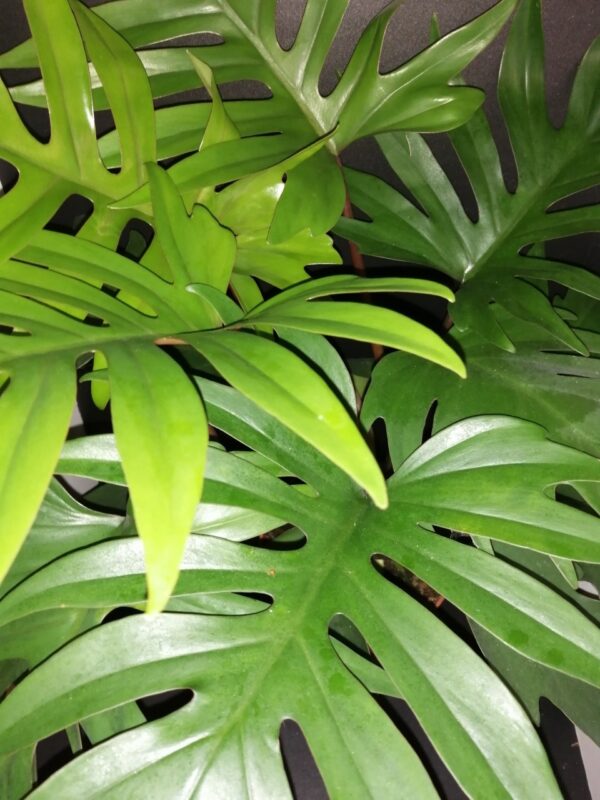 Philodendron mayoi