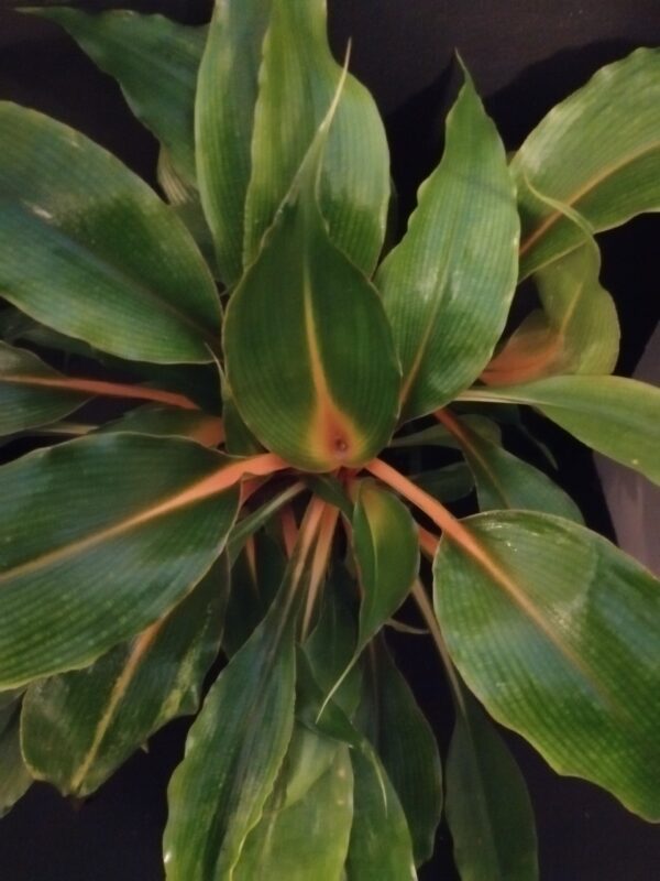 Clorophytum amaniense 'Fire Flash'