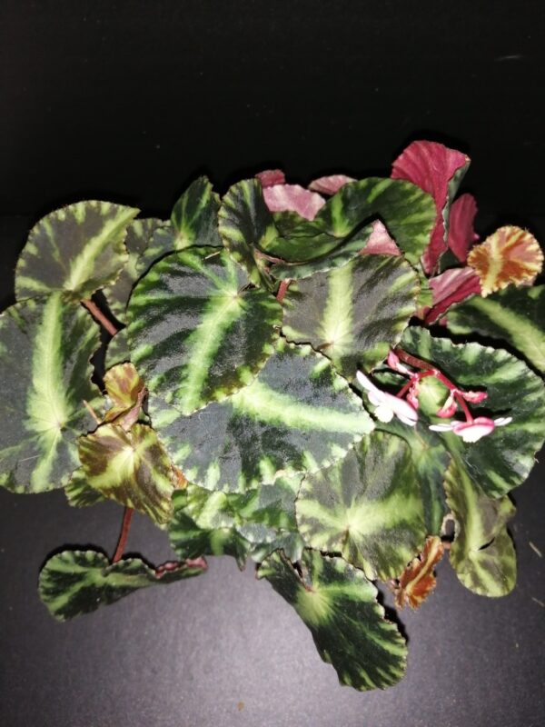 Begonia cleopatrae
