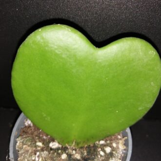 Hoya kerrii