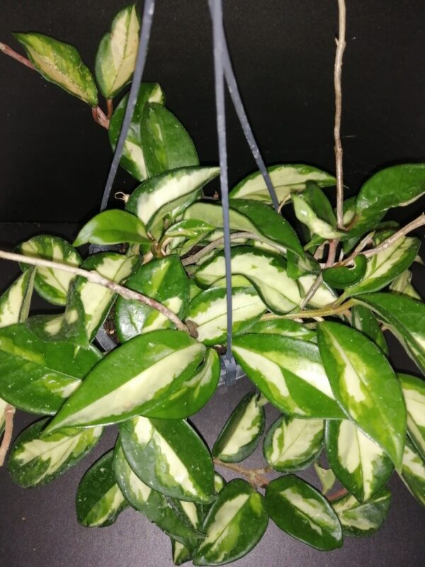 Hoya carnosa Tricolor