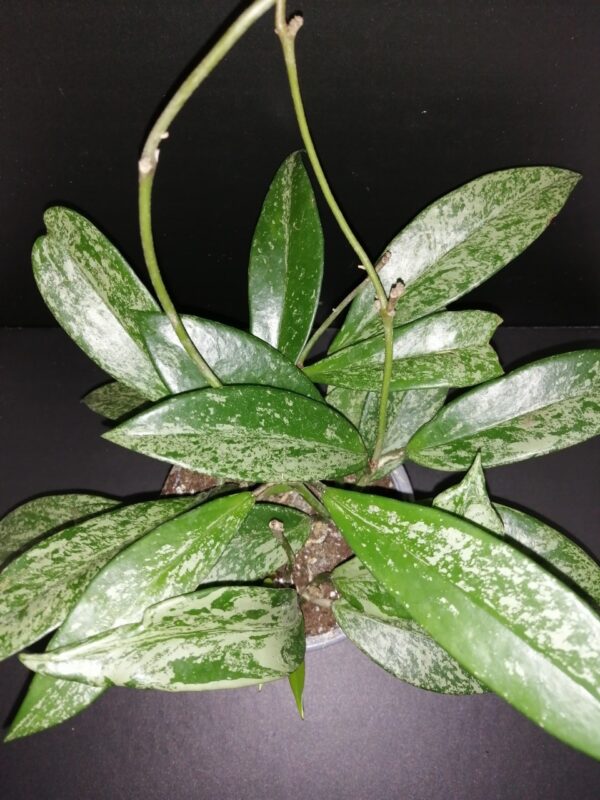Hoya pubicalyx Silver Spot