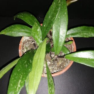 Hoya pubicalyx