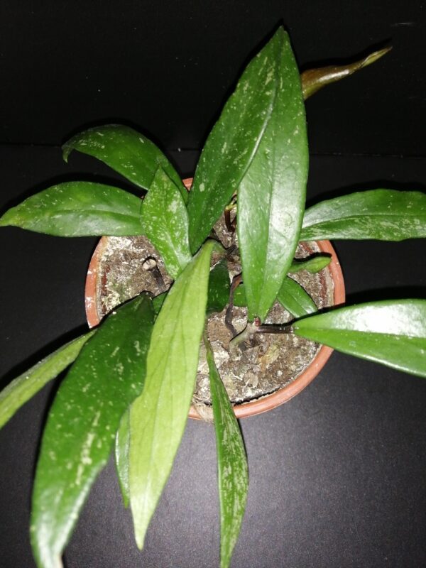 Hoya pubicalyx