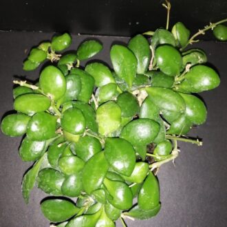 Hoya heuschkeliana