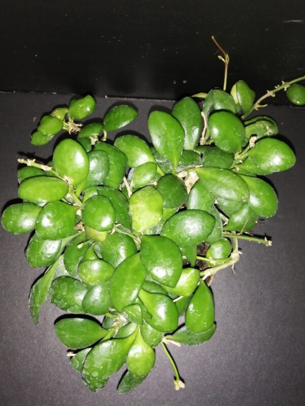 Hoya heuschkeliana