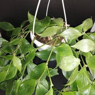 Hoya polyneura