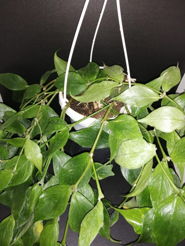 Hoya polyneura