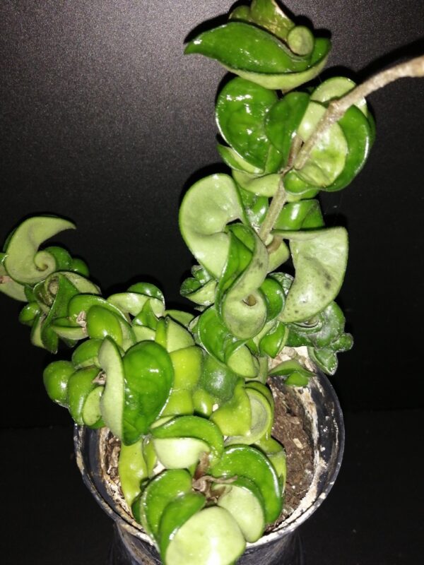 Hoya carnosa Compacta