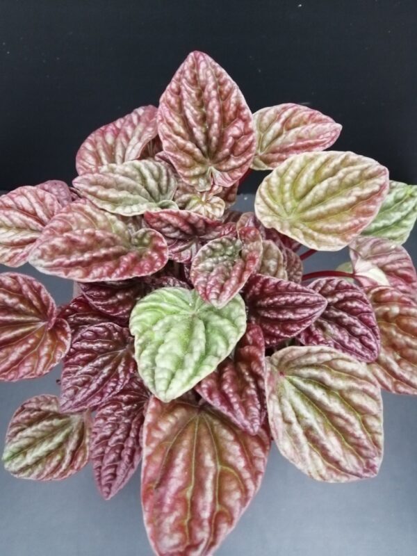 Peperomia caperata Quito